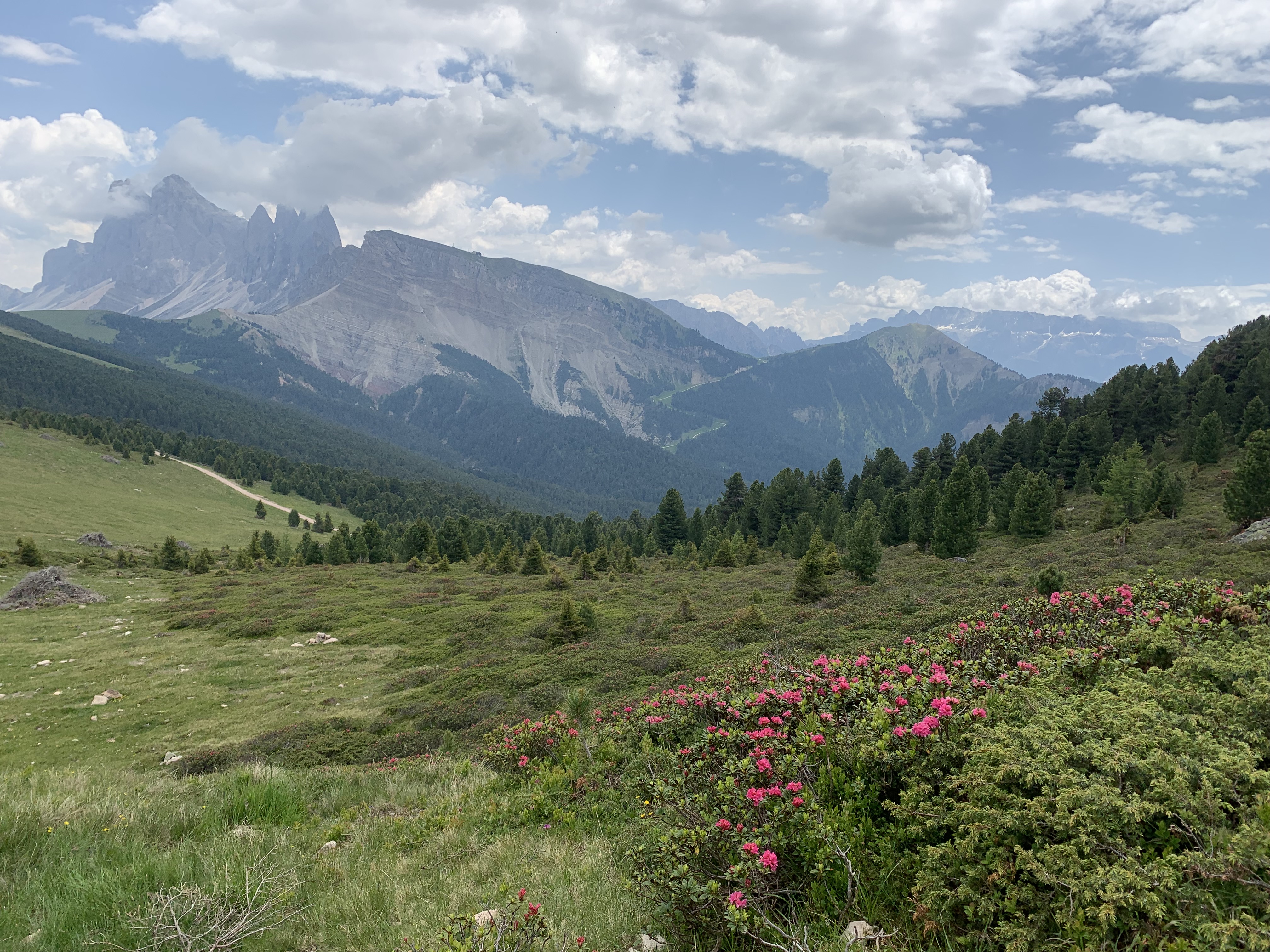 pink flowers in the foreground, trees in the midground, mountains in the background