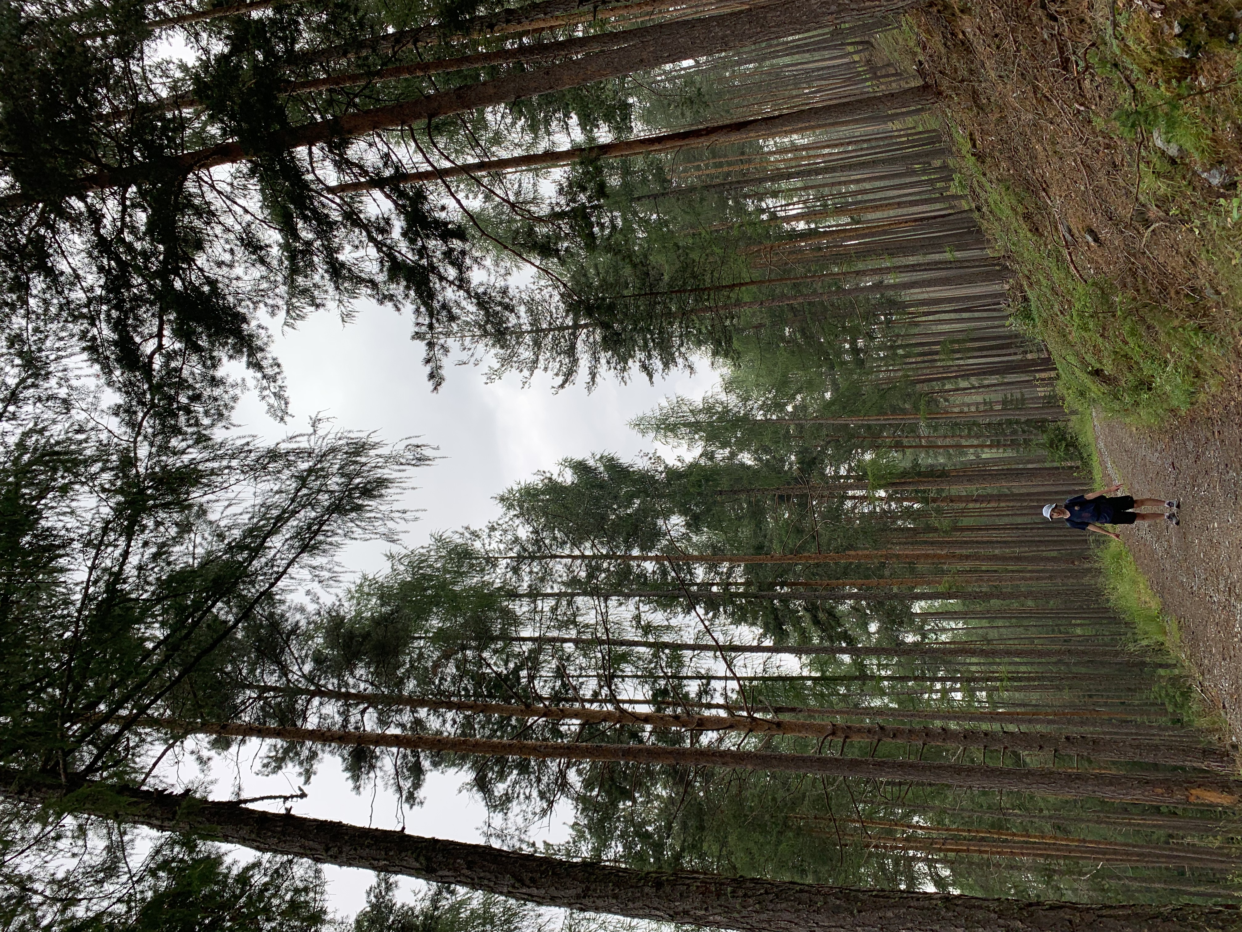 man stands on trail in between a forest of very tall skinny trees